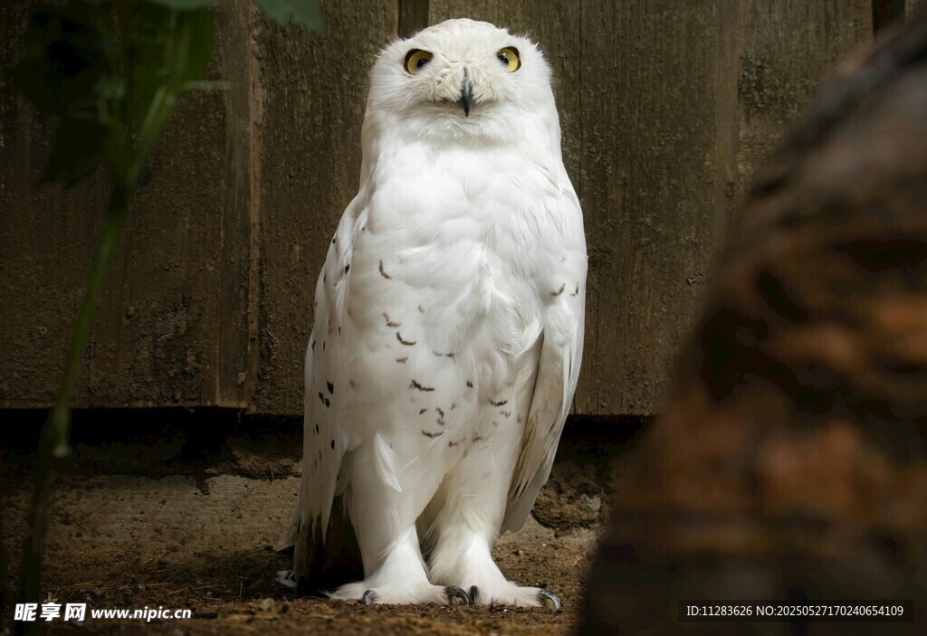 白色猫头鹰站立