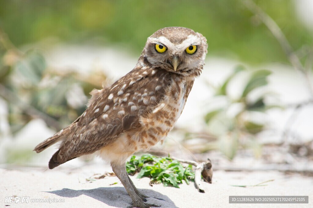 沙漠中的穴居猫头鹰