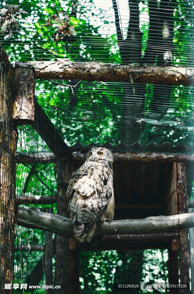 林间木架上的猫头鹰