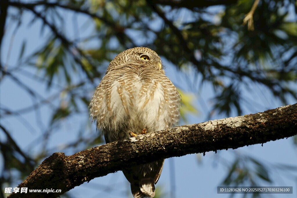 枝头栖息的可爱小鸟
