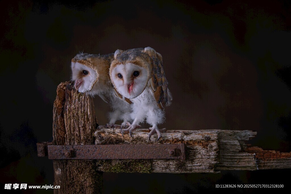 两只猫头鹰栖息于木上