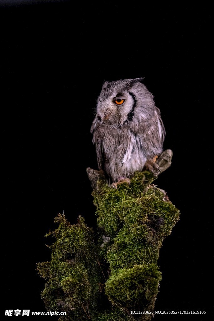 栖息于苔藓树桩上的猫头鹰