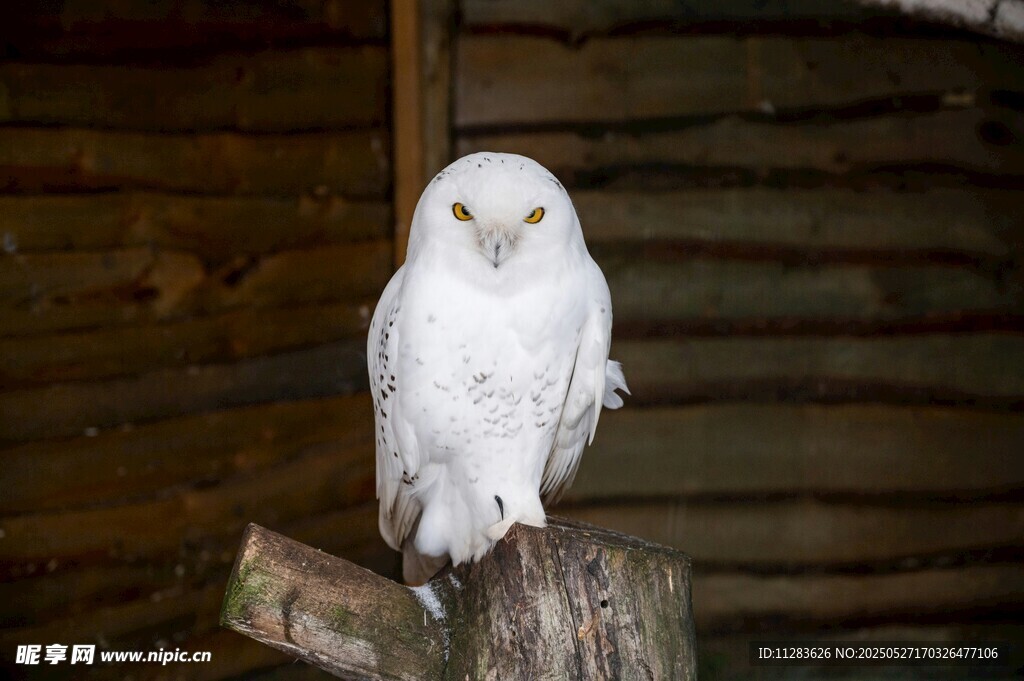 雪白猫头鹰栖息木桩