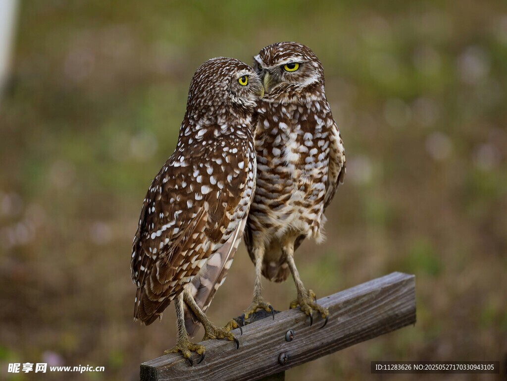 两只猫头鹰栖息于木杆上