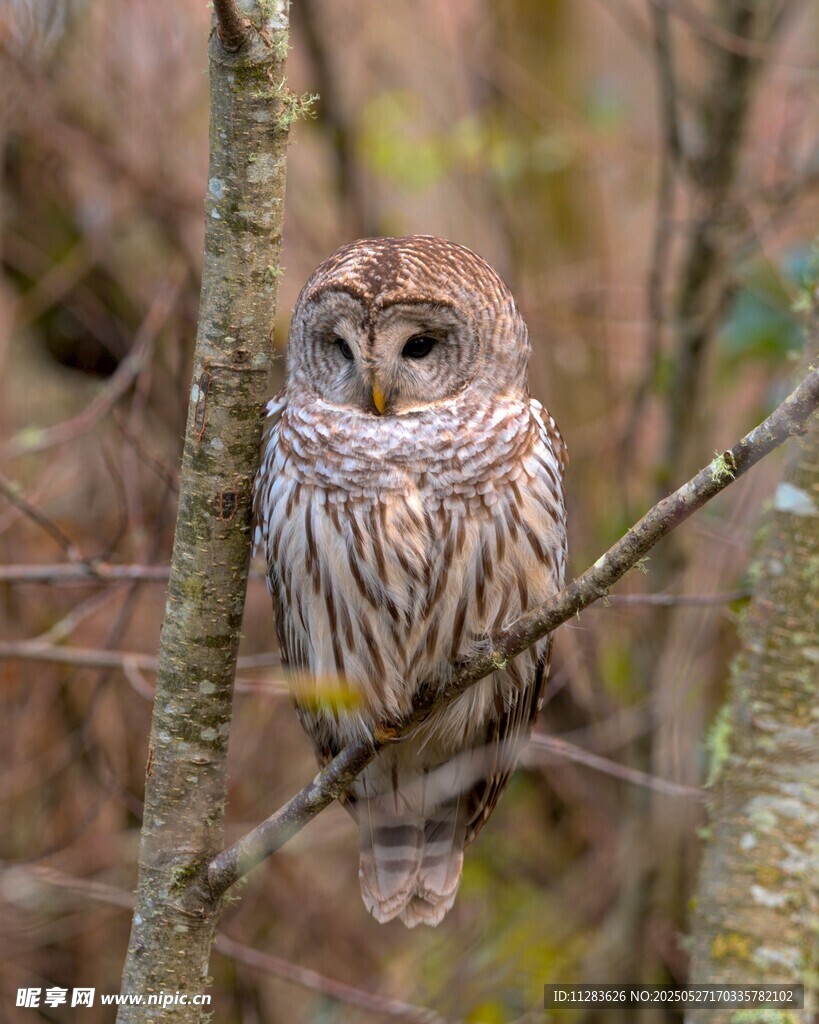 栖息枝头的猫头鹰