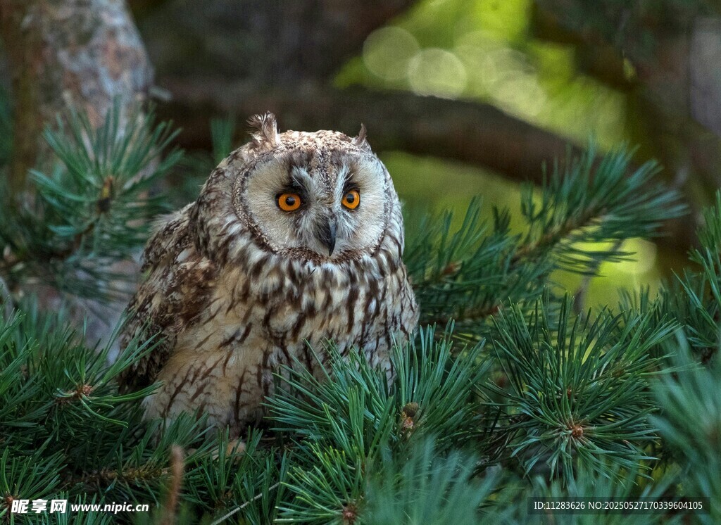 栖息于松枝上的猫头鹰