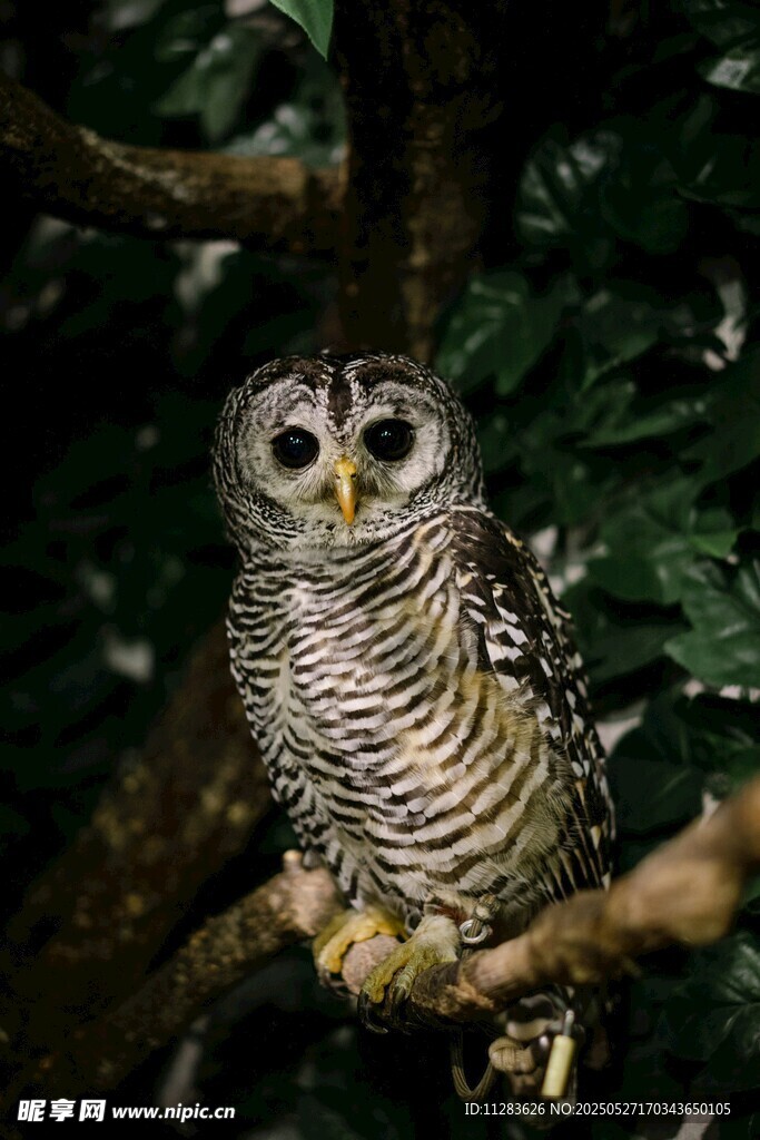 树枝上的猫头鹰
