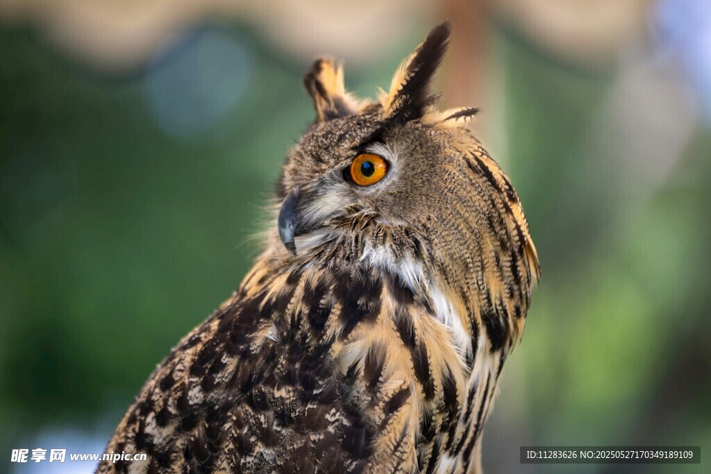 威武猫头鹰特写