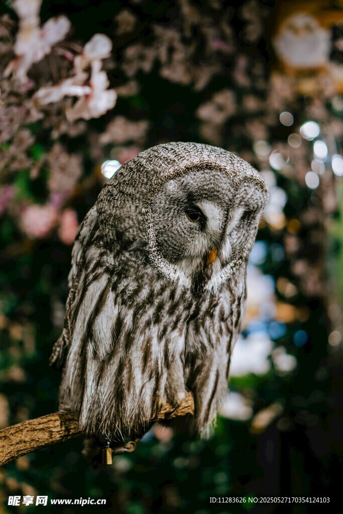 枝头休憩的灰毛猫头鹰