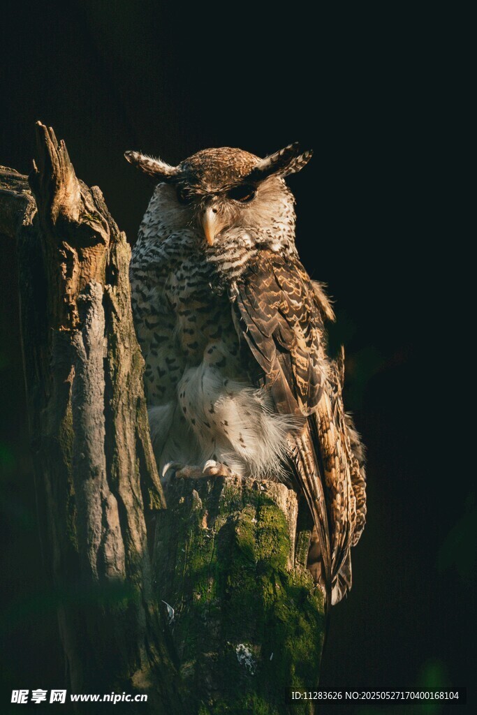 栖息于树干的猫头鹰