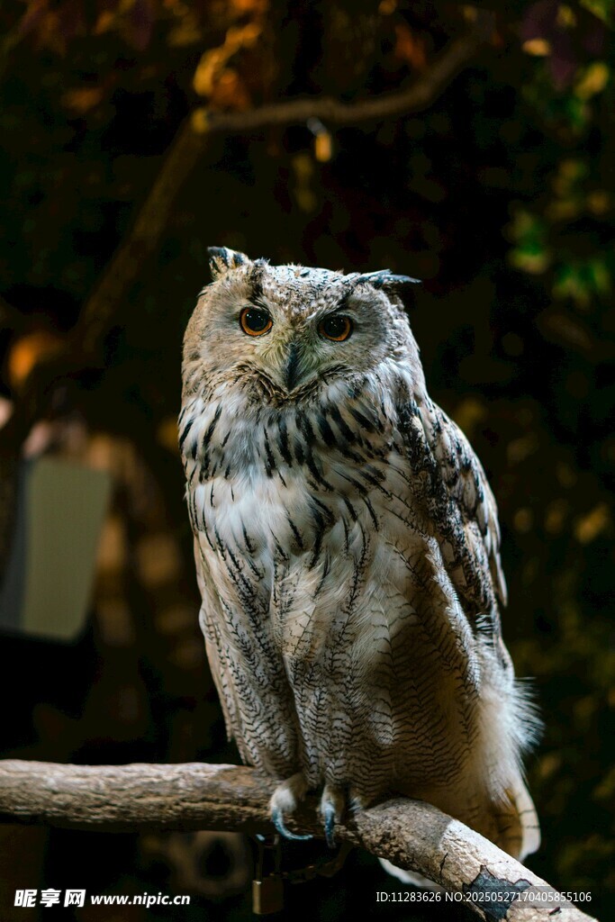 栖息枝头的猫头鹰