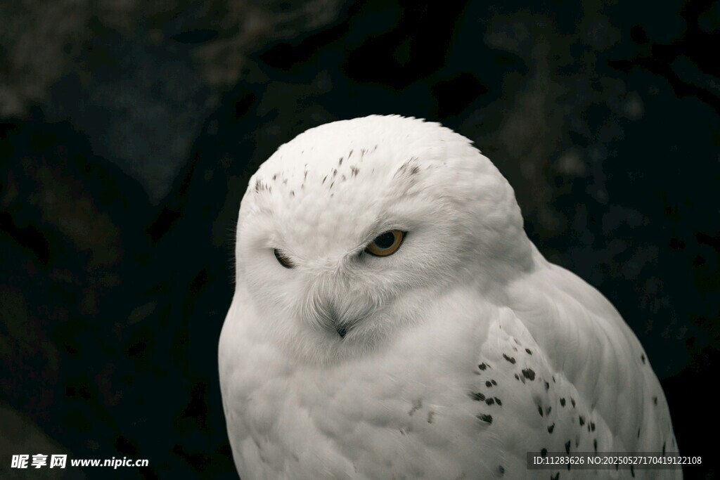 雪白猫头鹰凝视瞬间