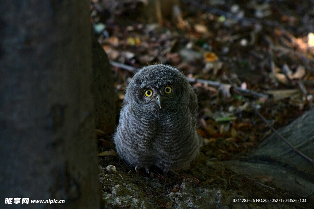 林间的猫头鹰