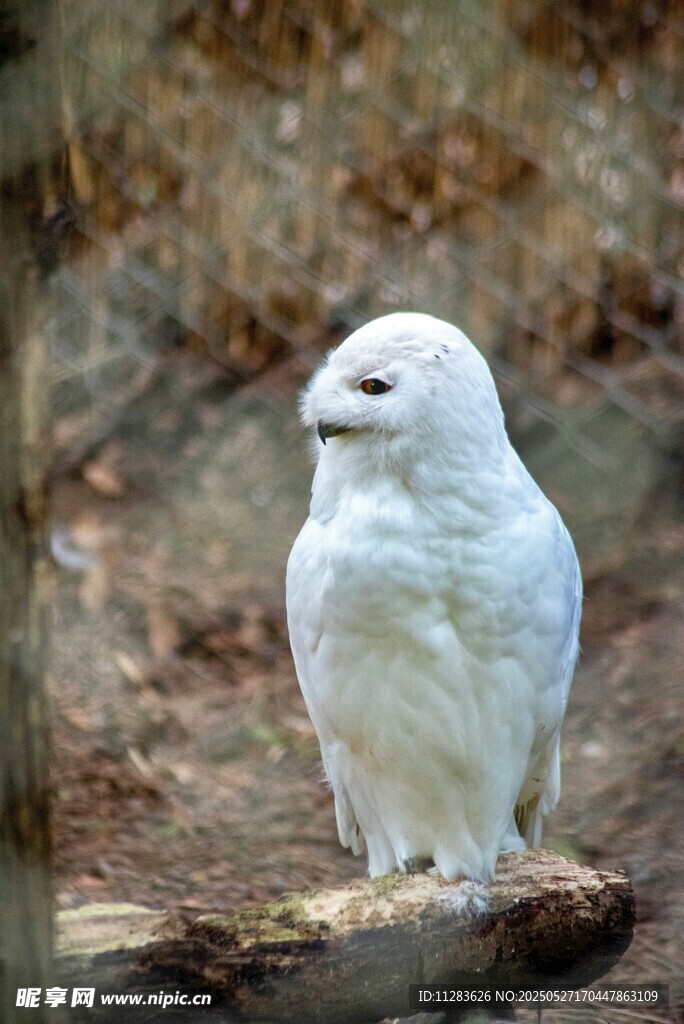 雪地中的白色猫头鹰