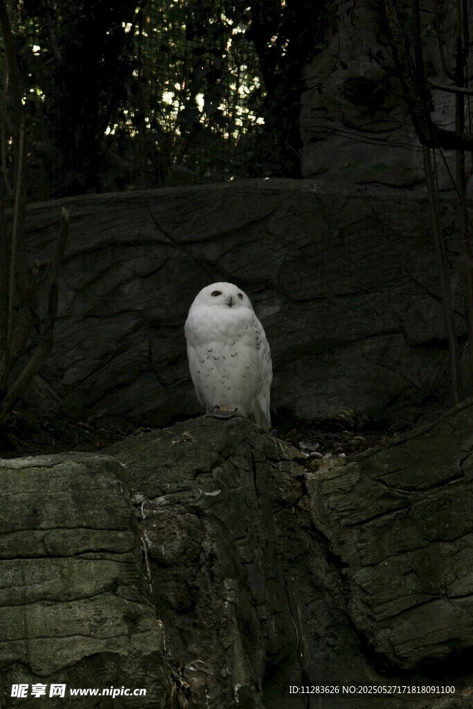 岩石上的白色猫头鹰