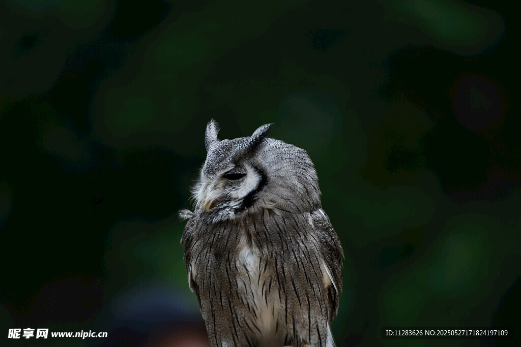 灰毛怪状猫头鹰特写