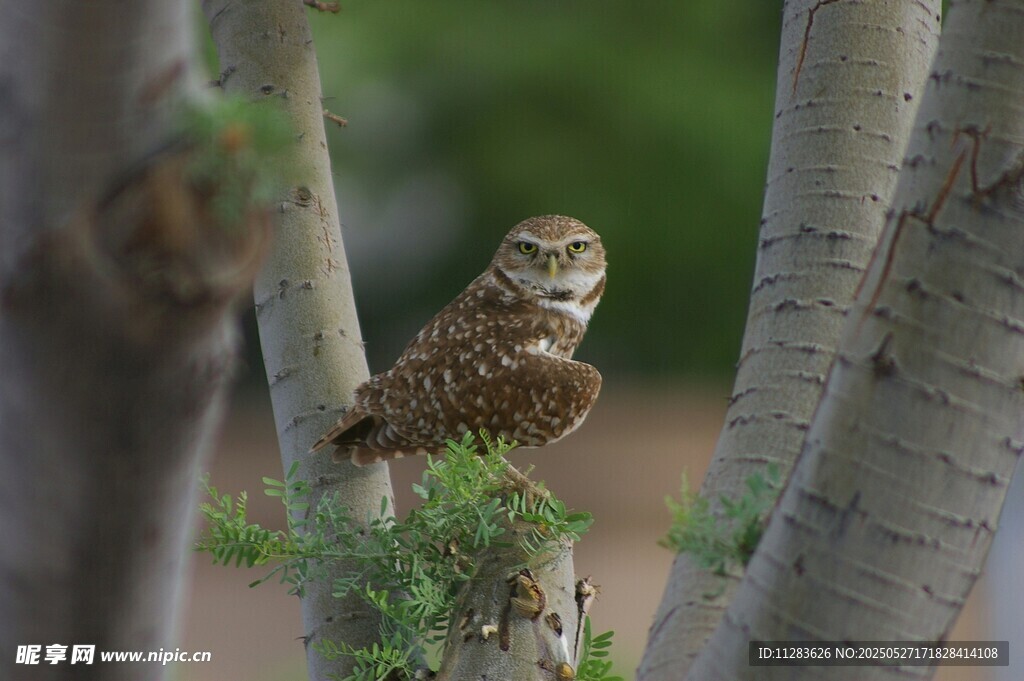 树枝上的猫头鹰