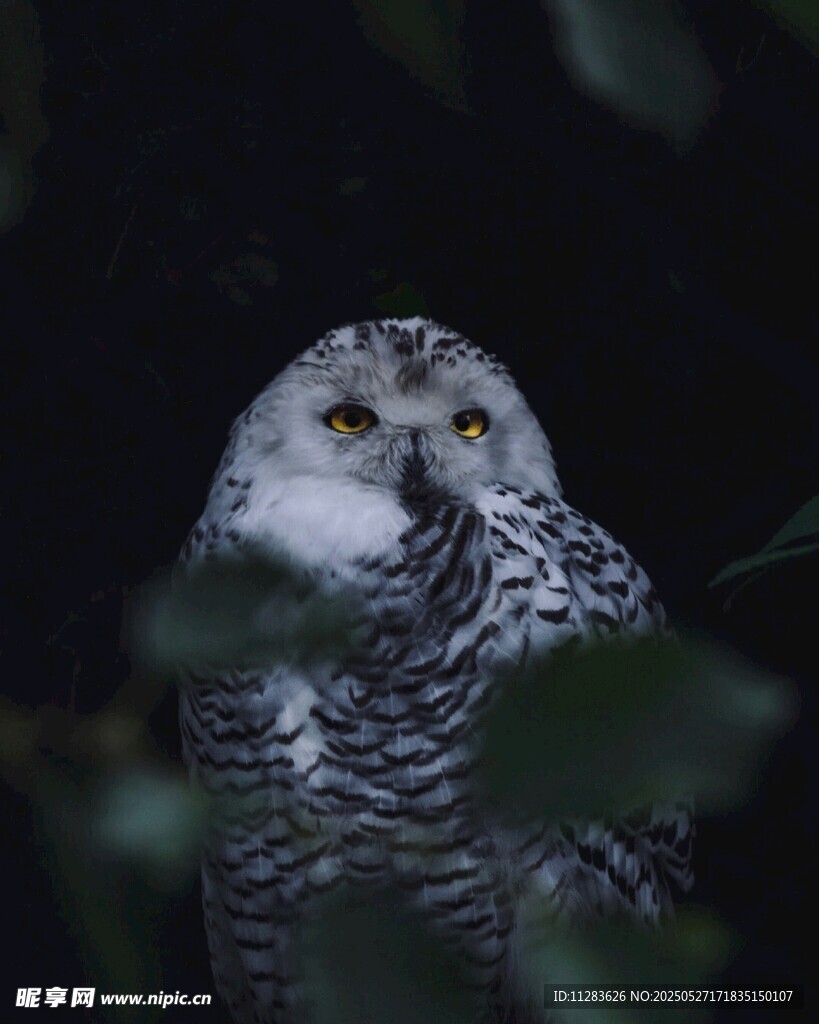雪鸮藏身枝叶间