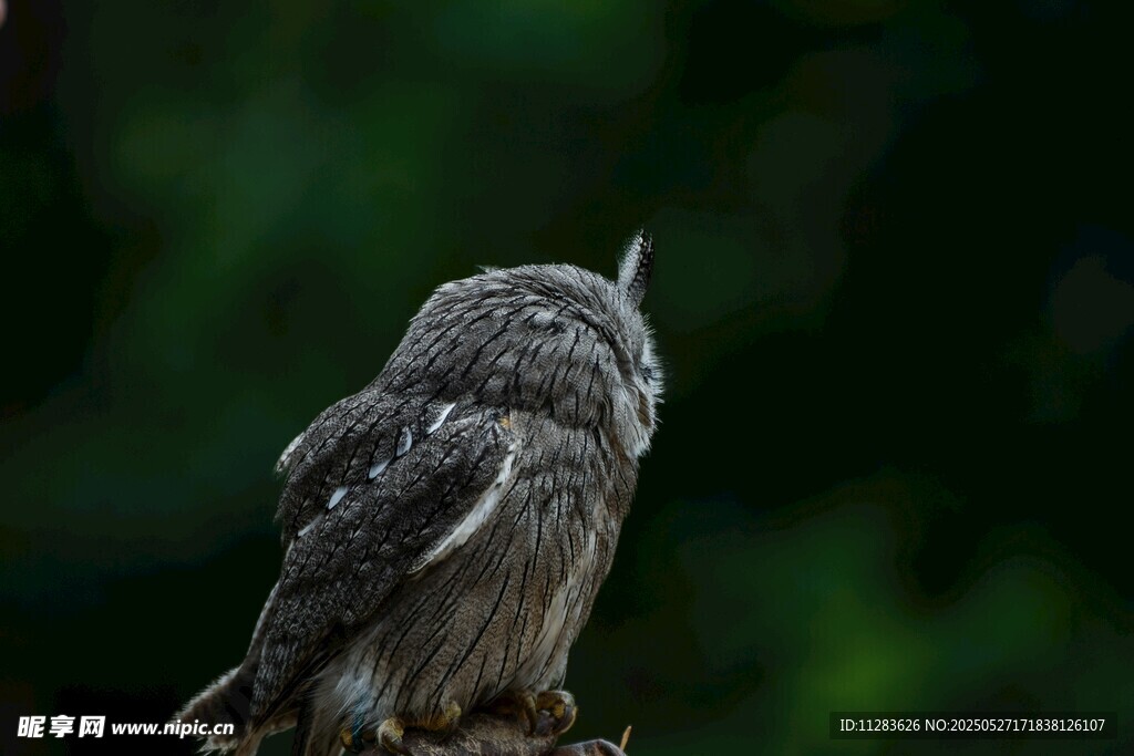 栖息枝头的小巧猫头鹰