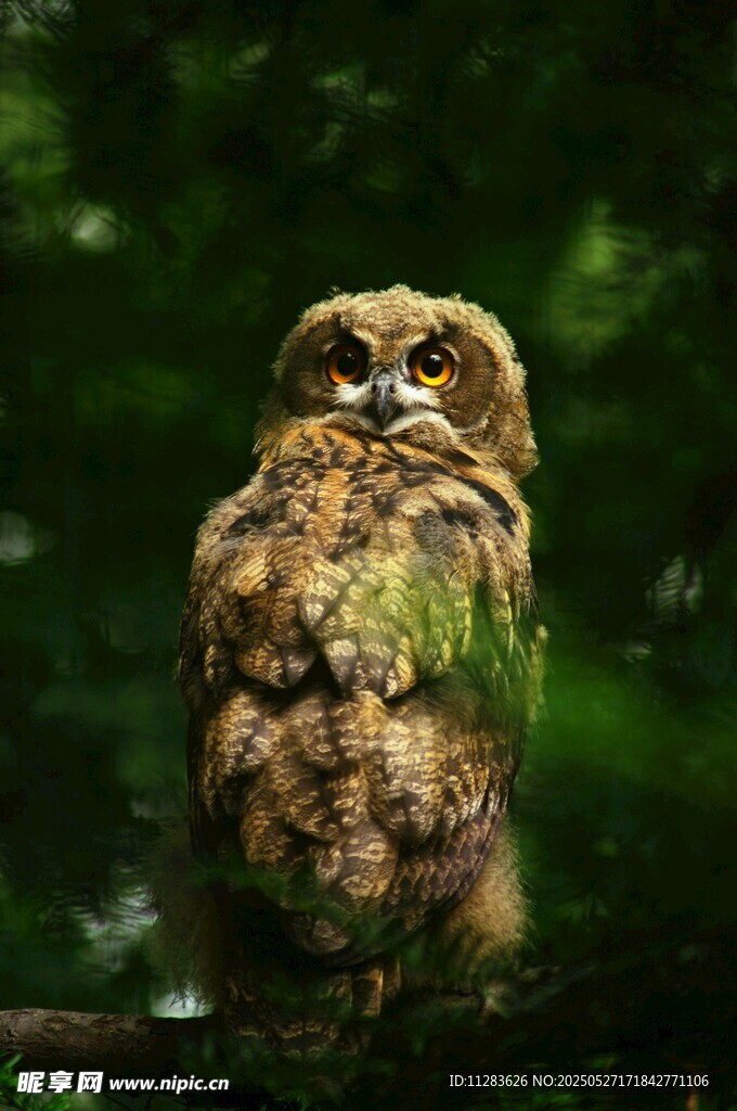 树枝上的猫头鹰