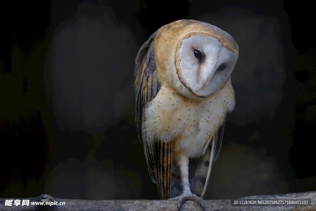 站在枝头的猫头鹰