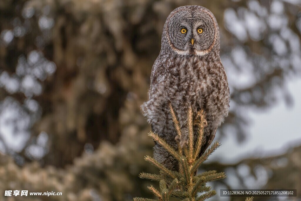 枝头的灰猫头鹰