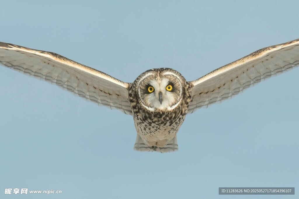 展翅猫头鹰银质饰品