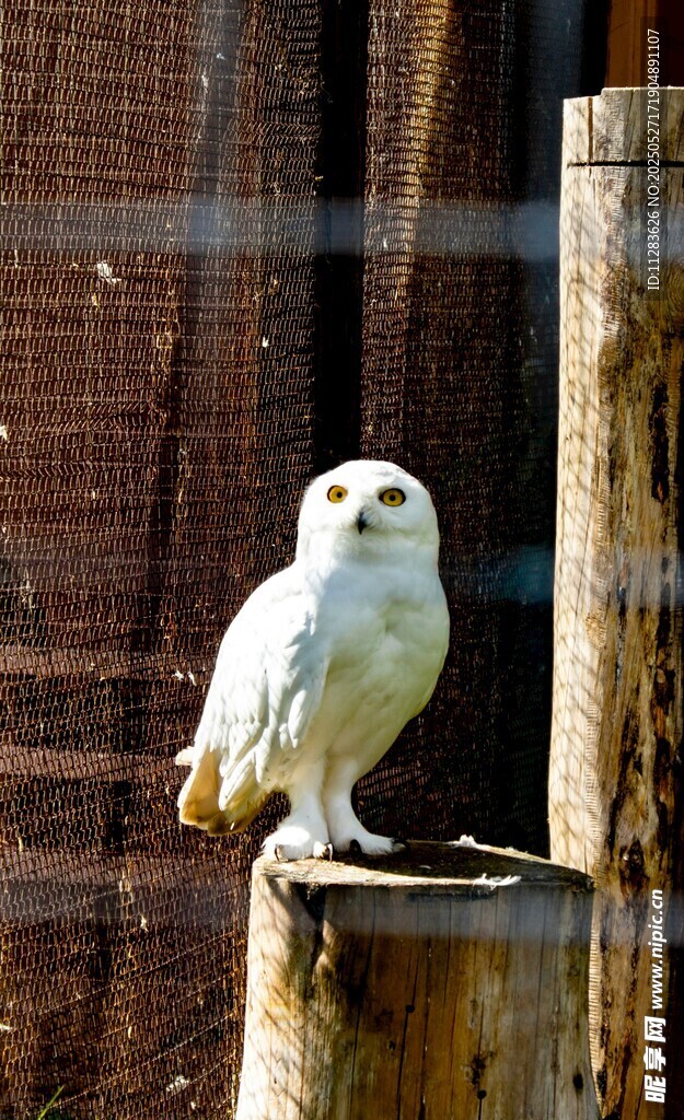 白猫头鹰立于木桩上