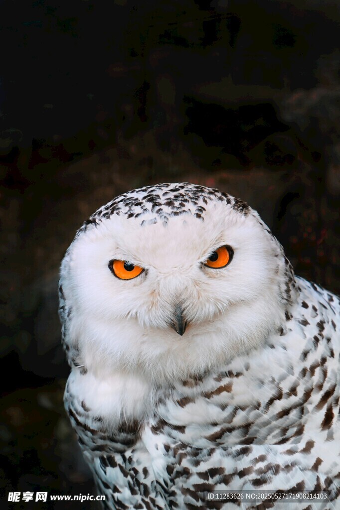 雪白猫头鹰凝视镜头