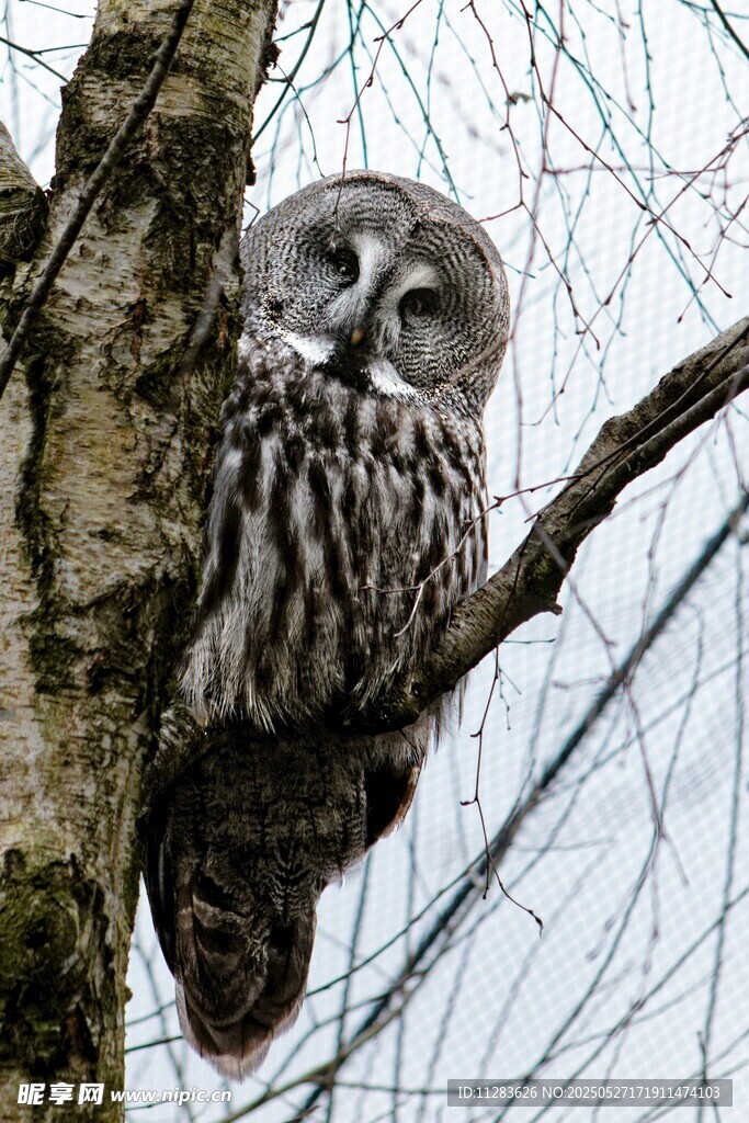 树上的大灰猫头鹰