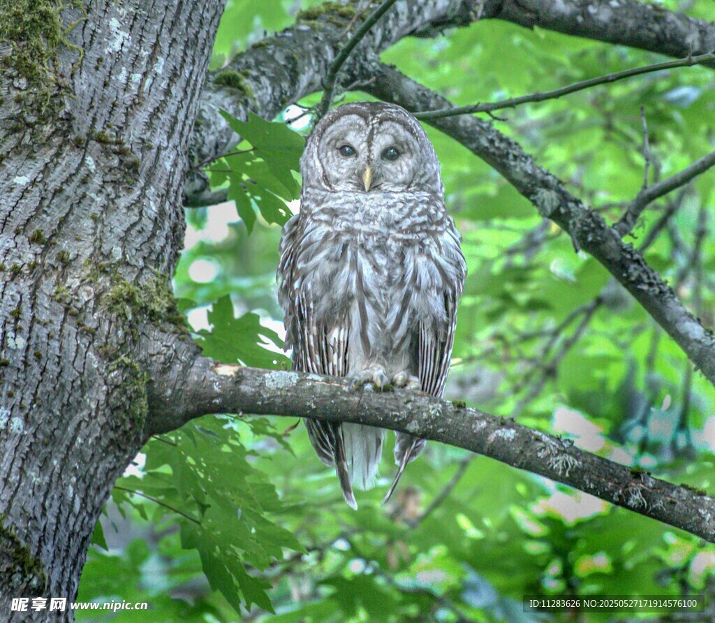 枝头栖息的猫头鹰