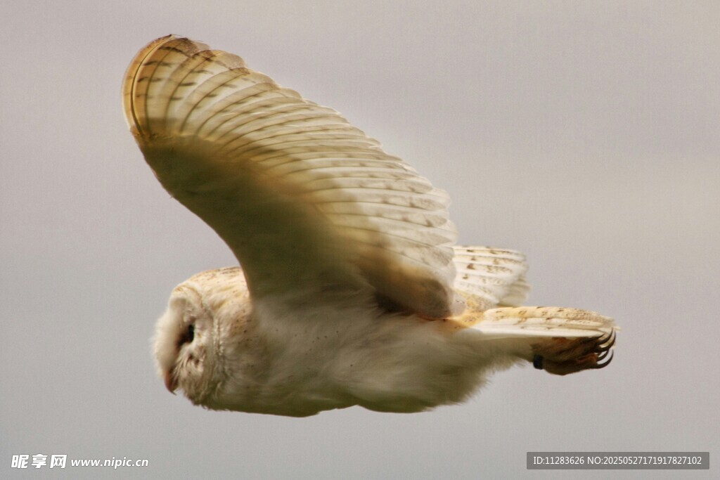 飞行中的猫头鹰
