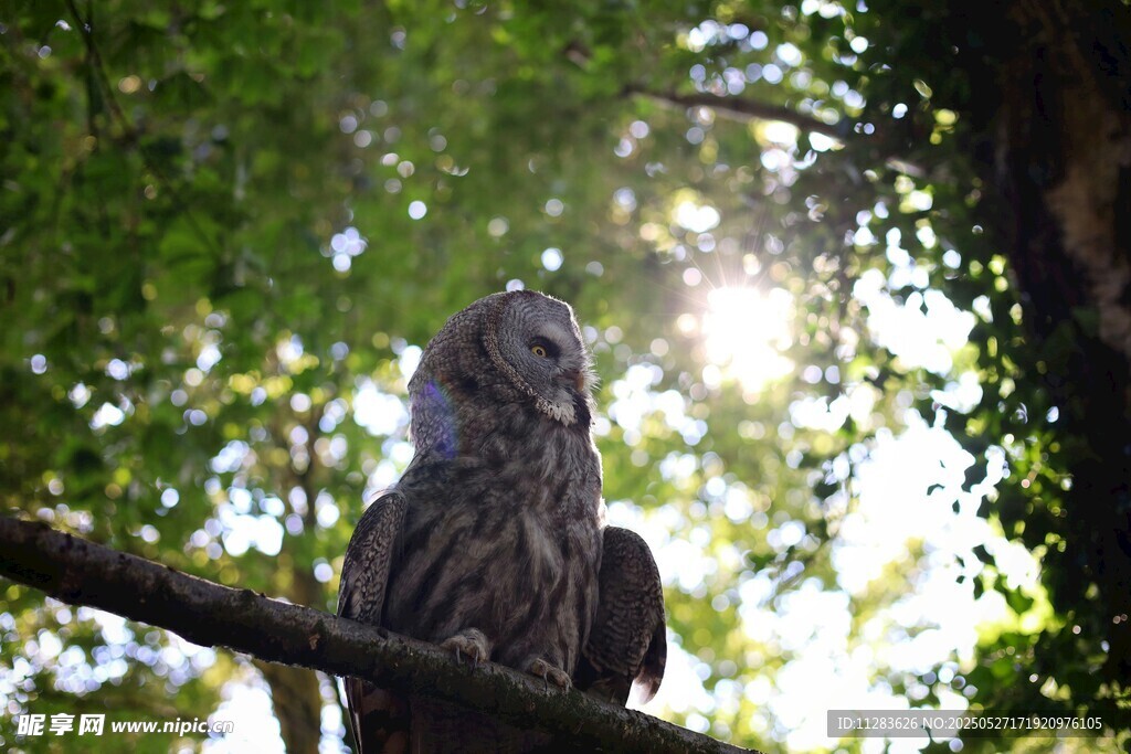 树枝上的猫头鹰