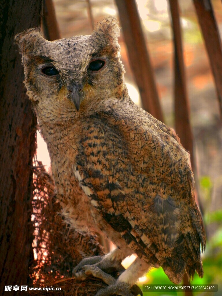 树枝上的猫头鹰
