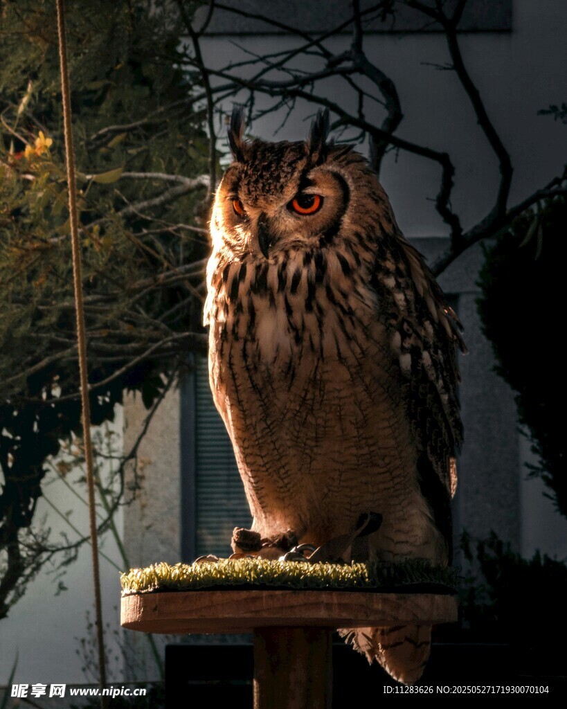站在平台上的威武猫头鹰