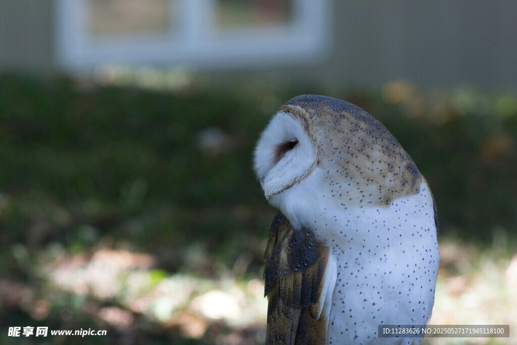 呆萌猫头鹰特写