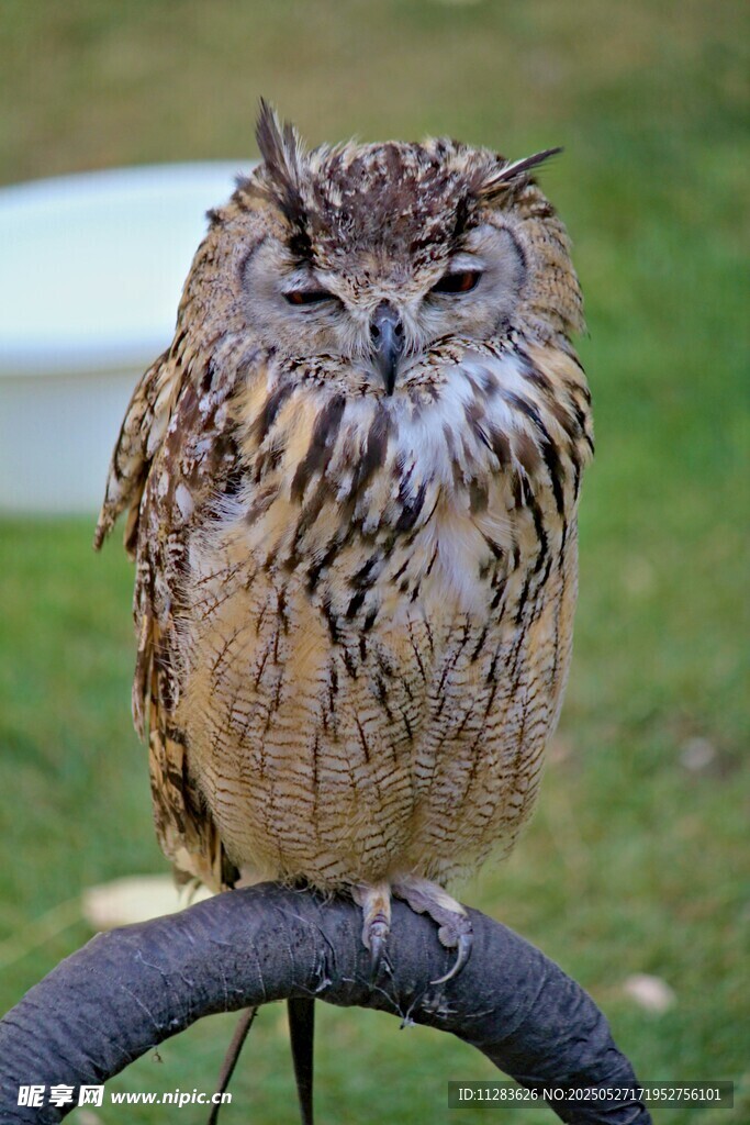 呆萌猫头鹰栖息于车把上