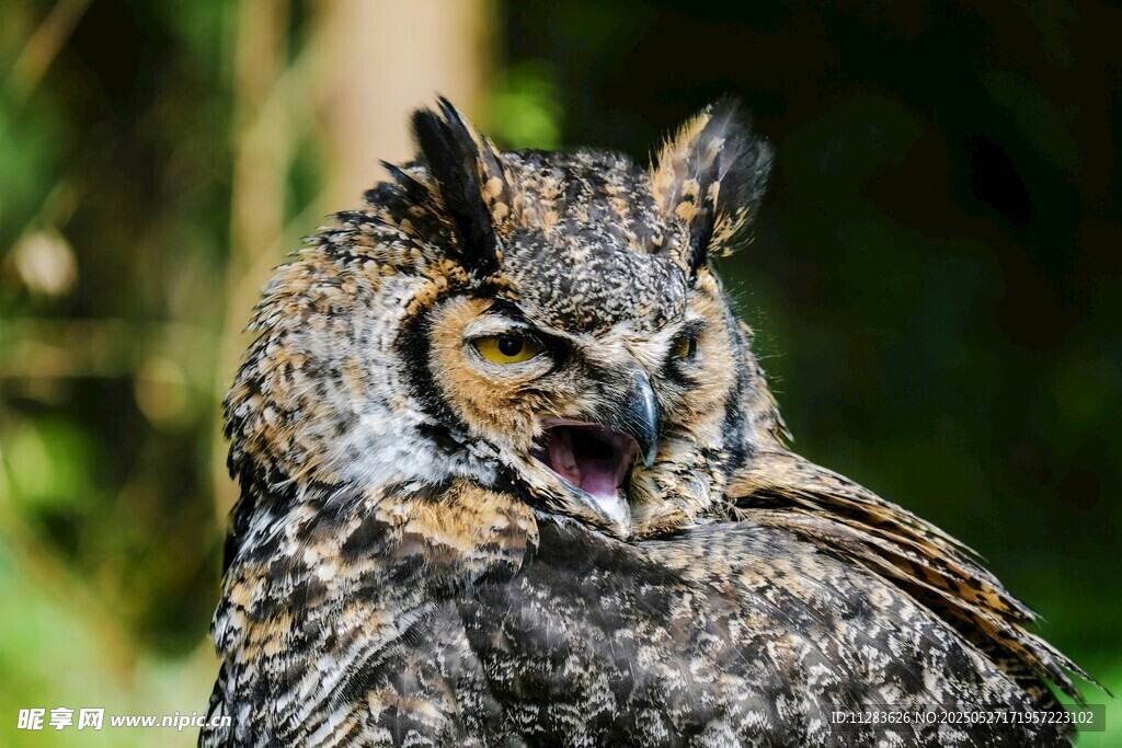 猫头鹰张嘴神态特写