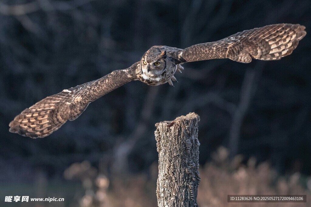 猫头鹰展翅立于树桩