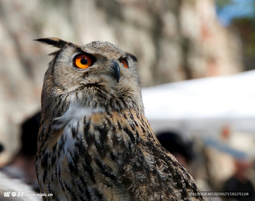 威严猫头鹰特写