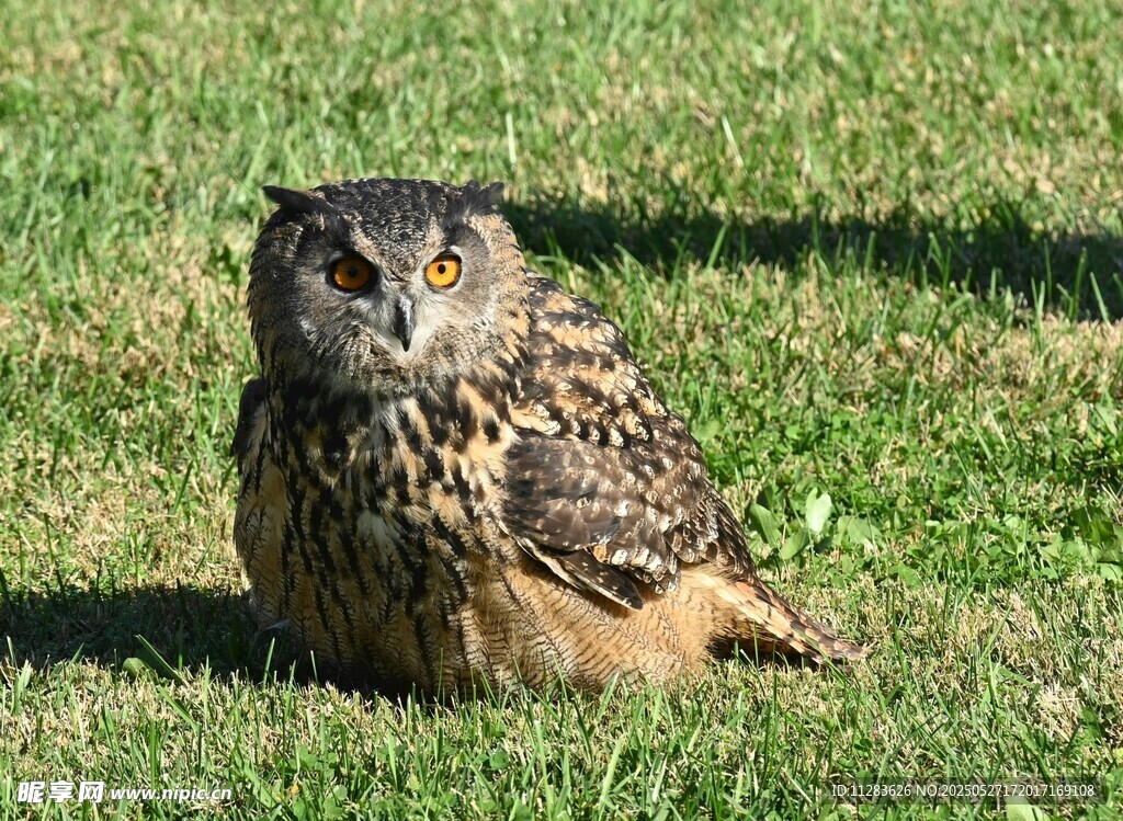 草地上的猫头鹰