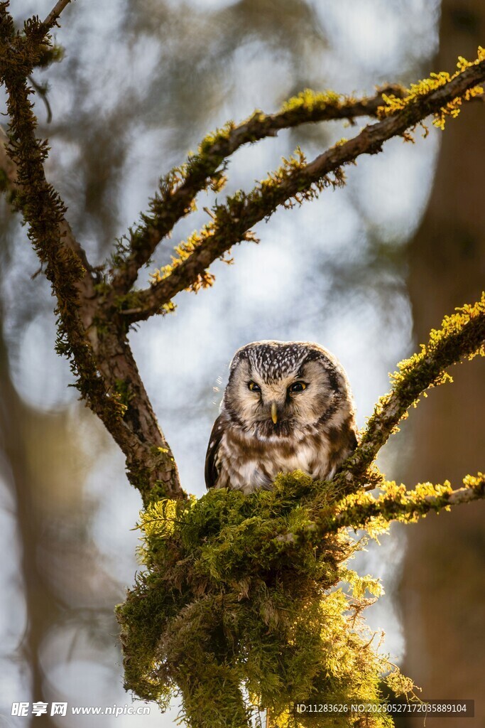 树枝上的猫头鹰