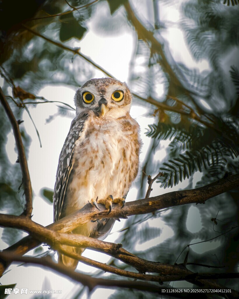 枝头的猫头鹰
