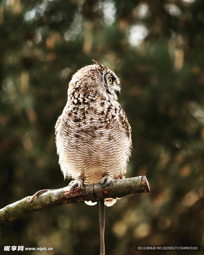 枝头的猫头鹰