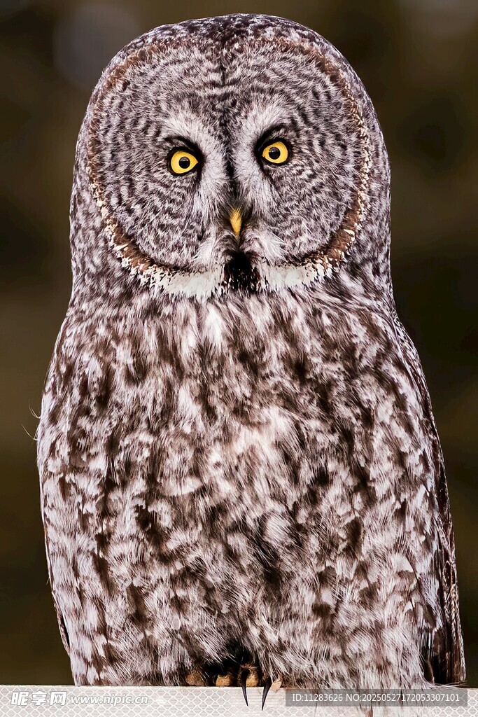 大灰猫头鹰特写