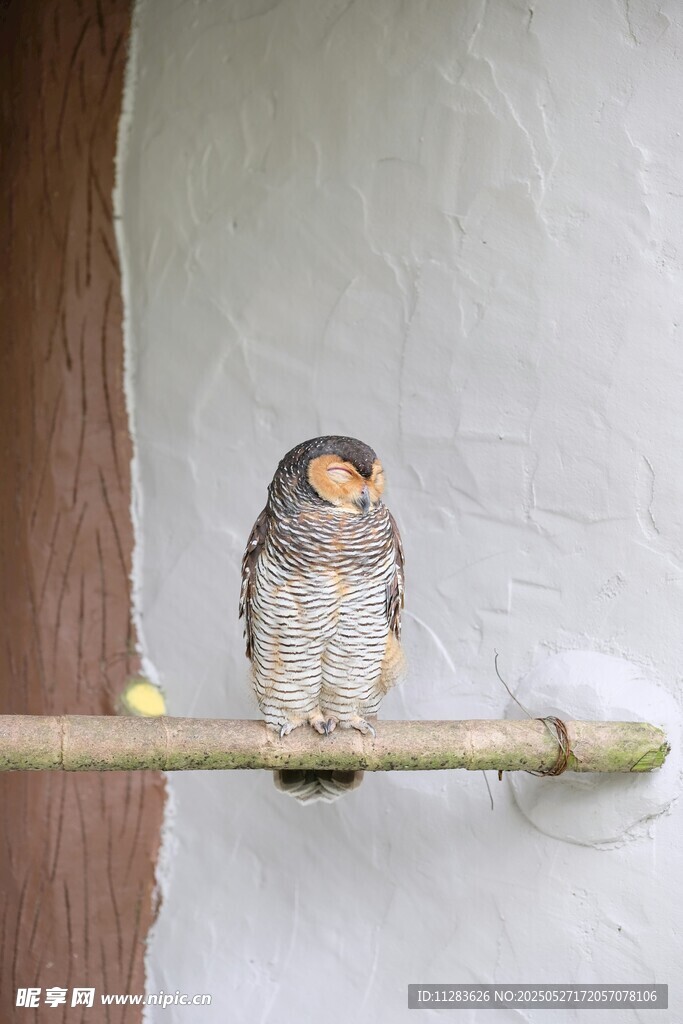 栖息枝头的可爱小鸟