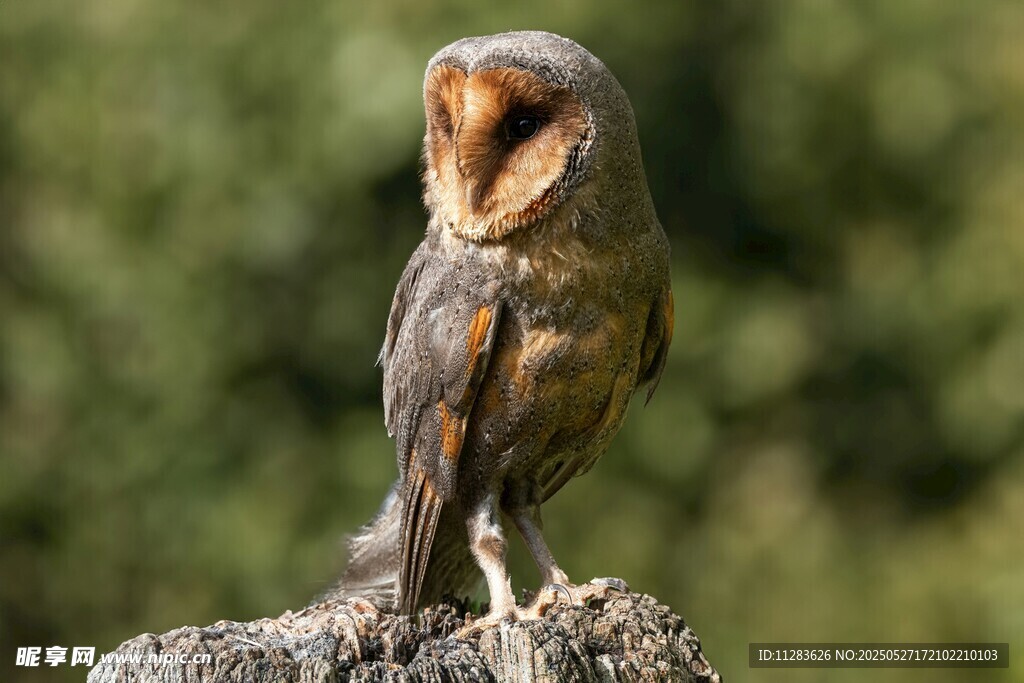 栖息枝头的猫头鹰