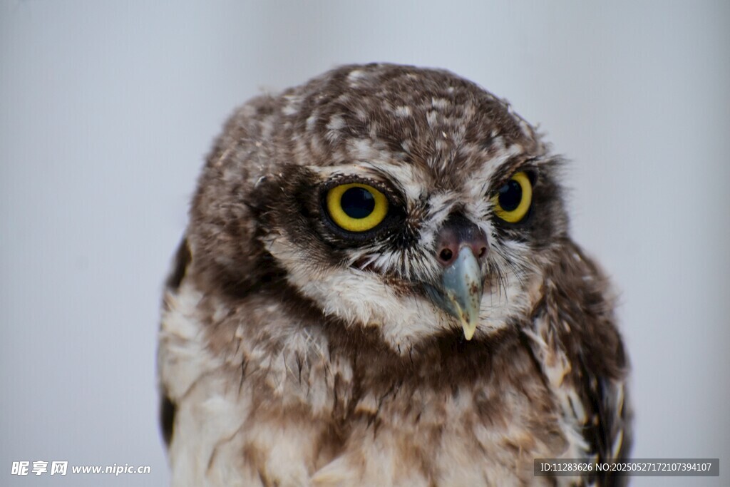 呆萌小猫头鹰特写