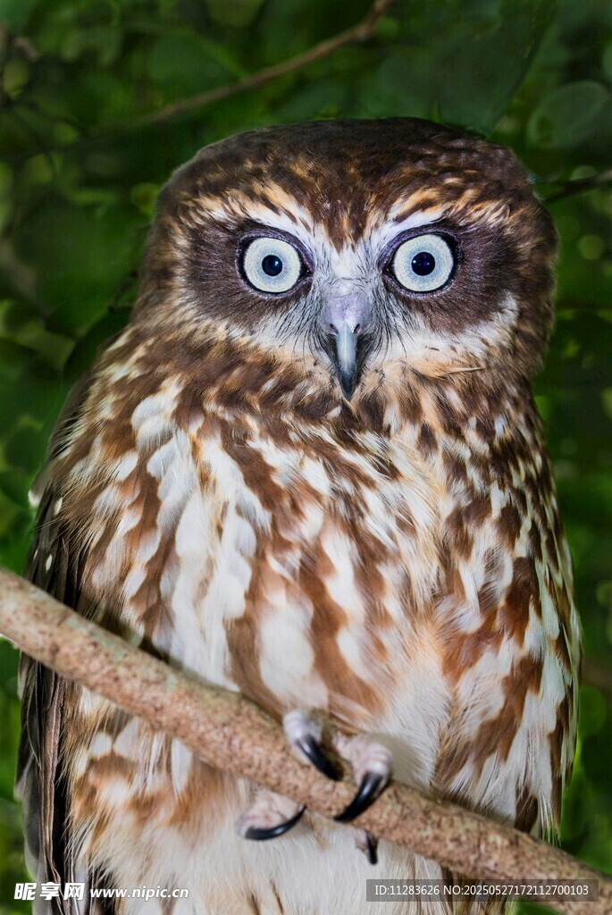 大眼猫头鹰栖息于树枝间