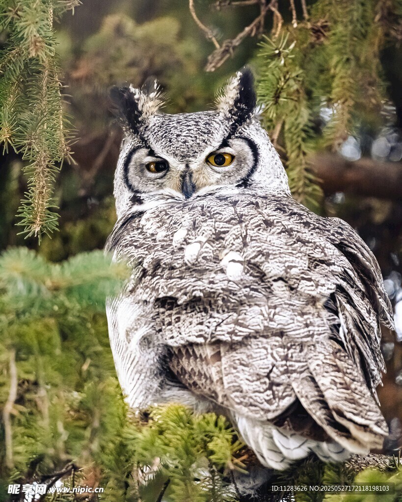 栖息于枝头的大角猫头鹰